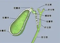 Rookie总积分吗后续来了(Rookie或将在第三赛段回归)|CQ9电子官方入口安卓